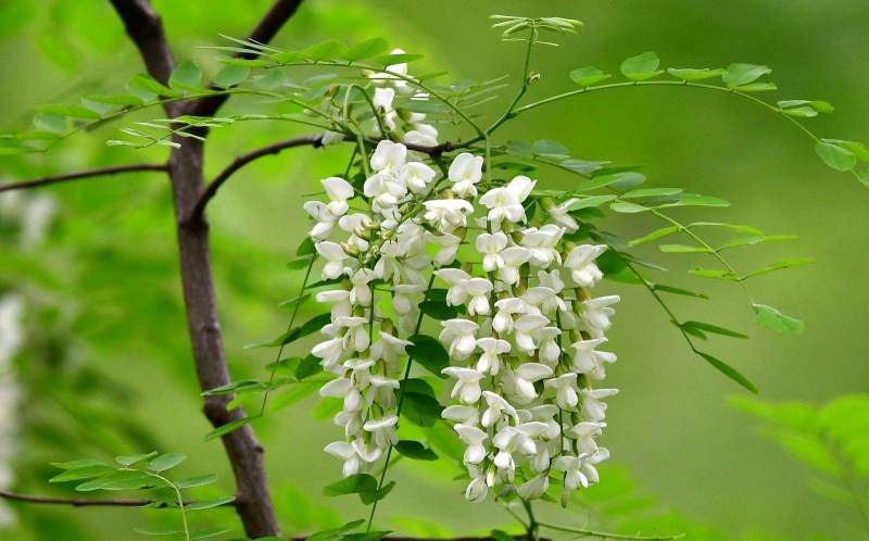 新鲜洋槐花