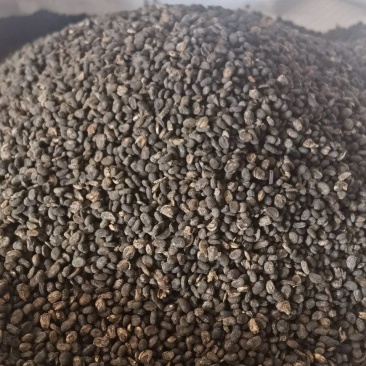【补骨脂】1000克实物拍摄批发供应各种中药材