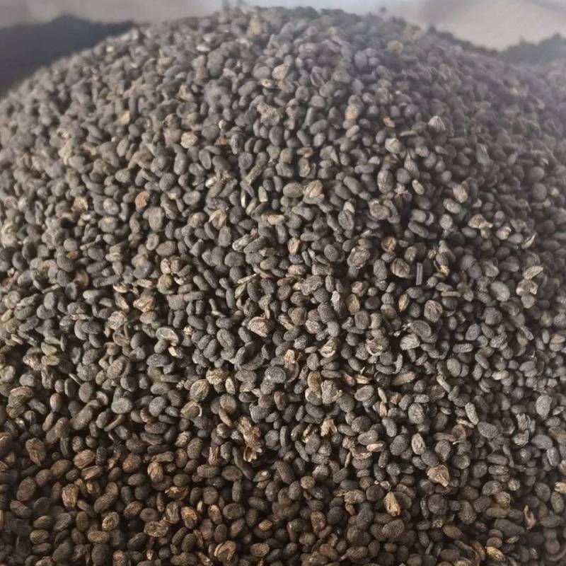 【补骨脂】1000克实物拍摄批发供应各种中药材