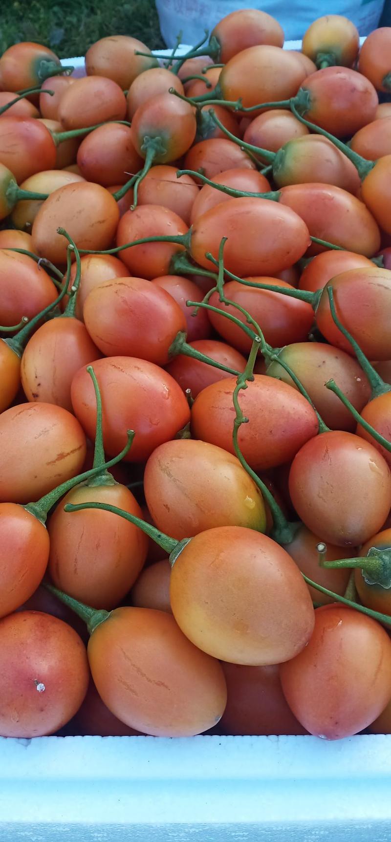 云南保山树番茄基地直发，量大从优，各种规格新鲜发货零售批