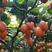云南保山树番茄基地直发，量大从优，各种规格新鲜发货零售批
