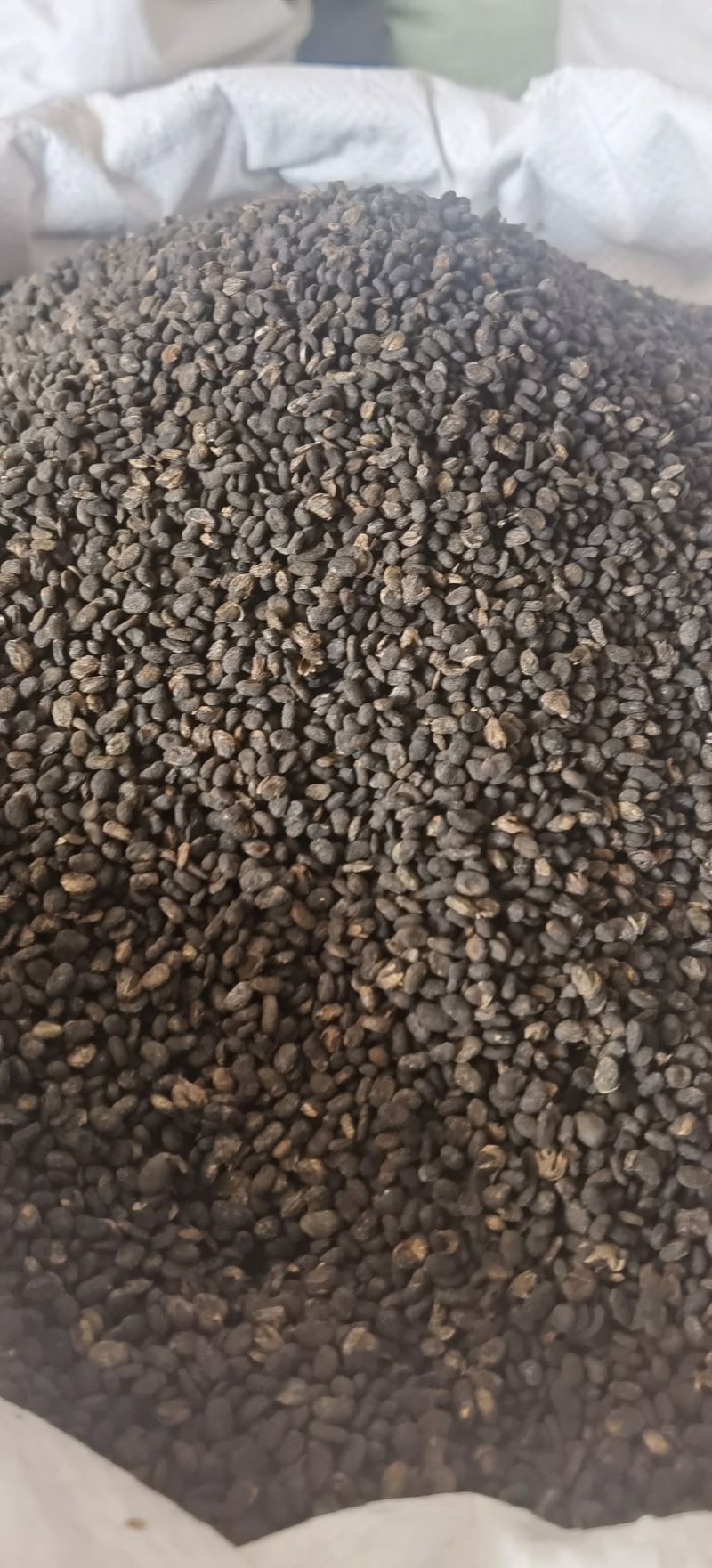 【补骨脂】1000克实物拍摄批发供应各种中药材