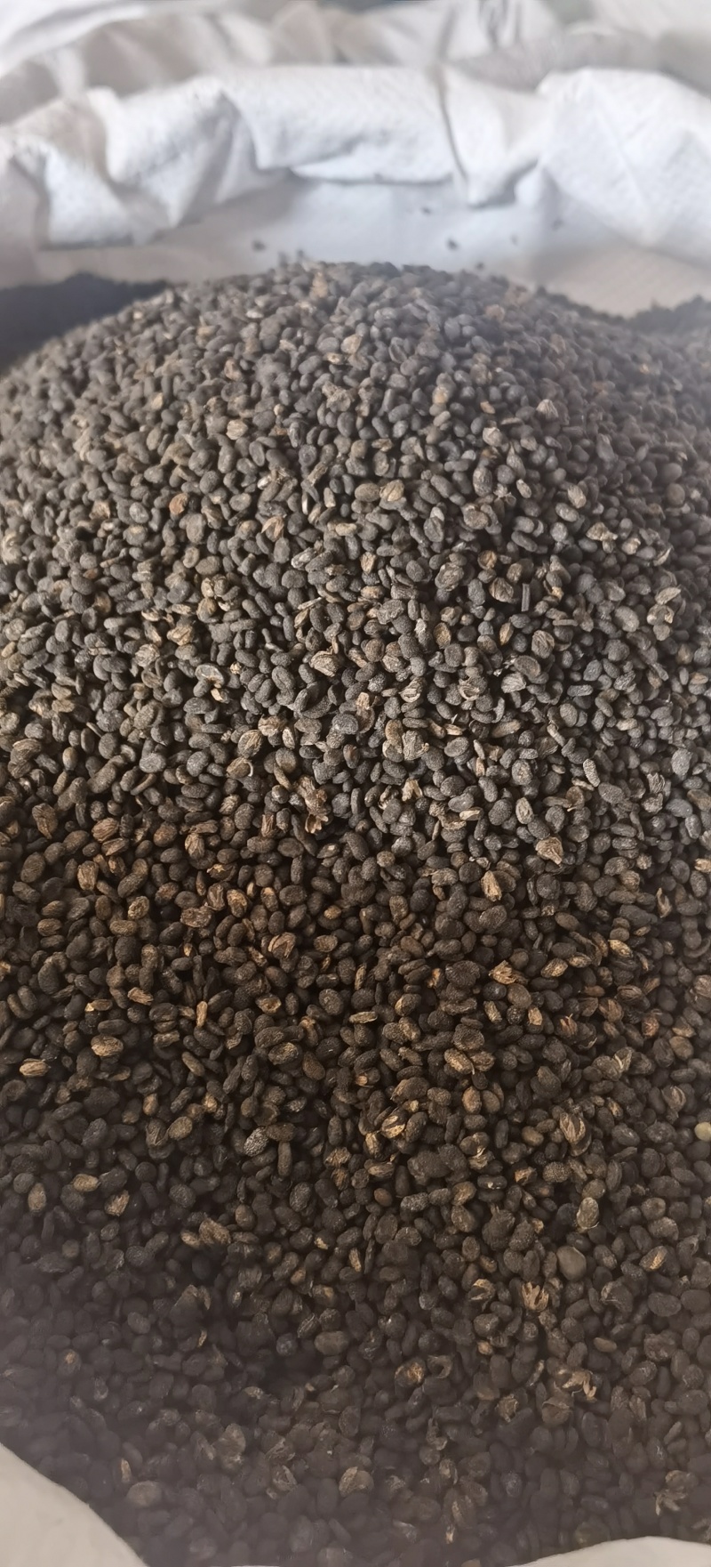 【补骨脂】1000克实物拍摄批发供应各种中药材