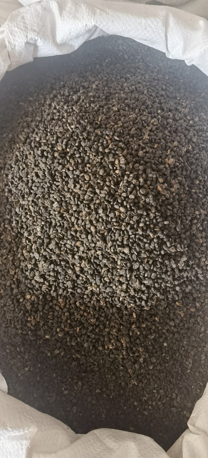 【补骨脂】1000克实物拍摄批发供应各种中药材