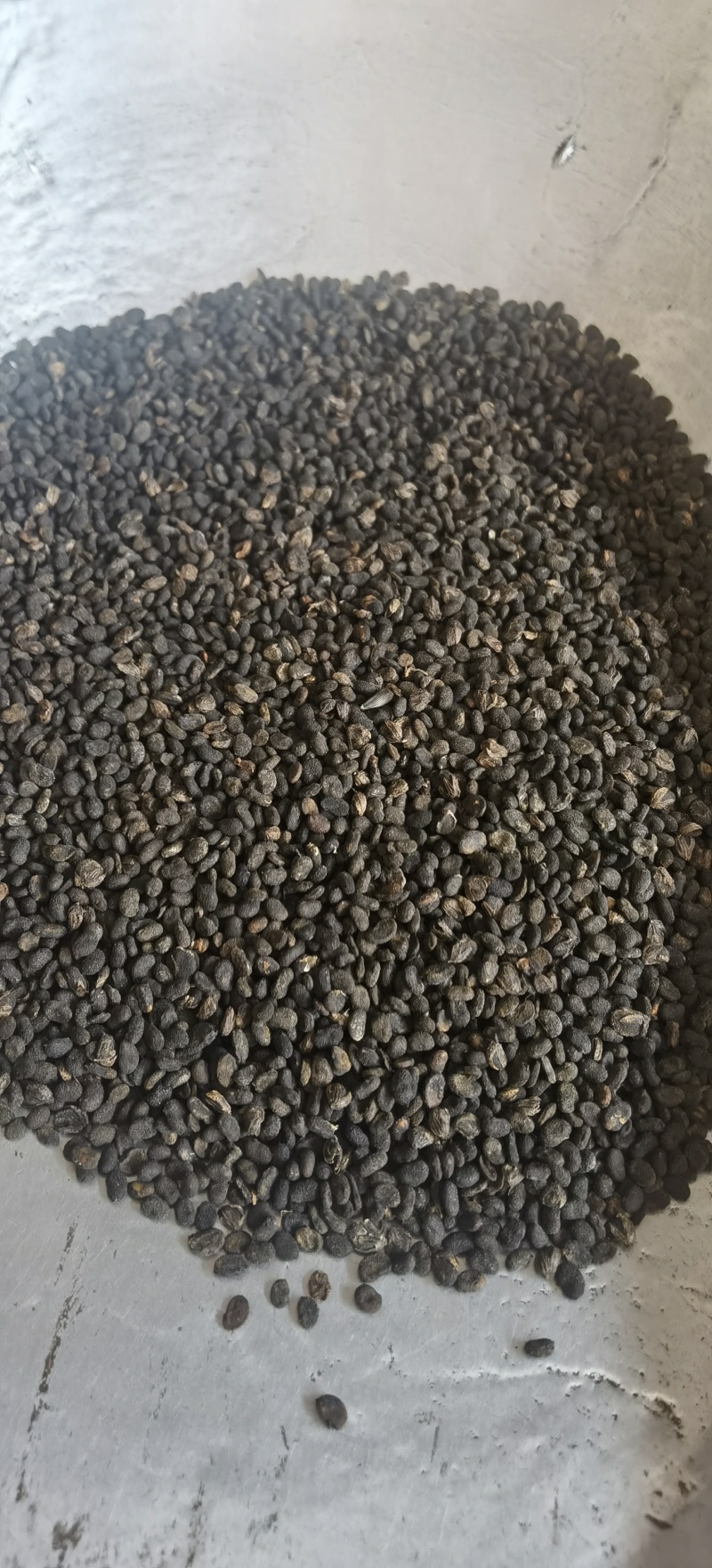 【补骨脂】1000克实物拍摄批发供应各种中药材