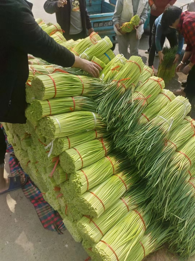 精品小红帽蒜苔，大量上市，代发全国各地市场。