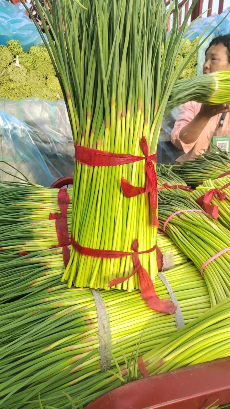 精品小红帽蒜苔，大量上市，代发全国各地市场。