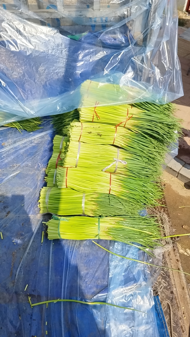 精品小红帽蒜苔，大量上市，代发全国各地市场。