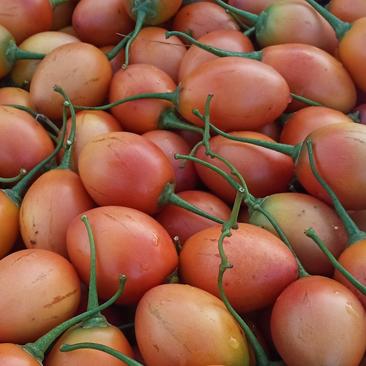 【精品】树番茄云南基地直发，自己种植量大从优现摘现发