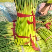 精品小红帽蒜苔，大量上市，代发全国各地市场。