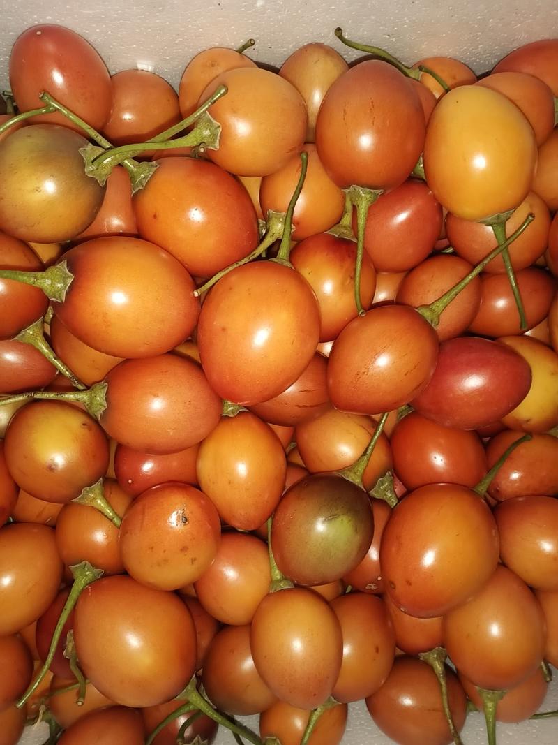 【精品】树番茄云南基地直发，自己种植量大从优现摘现发
