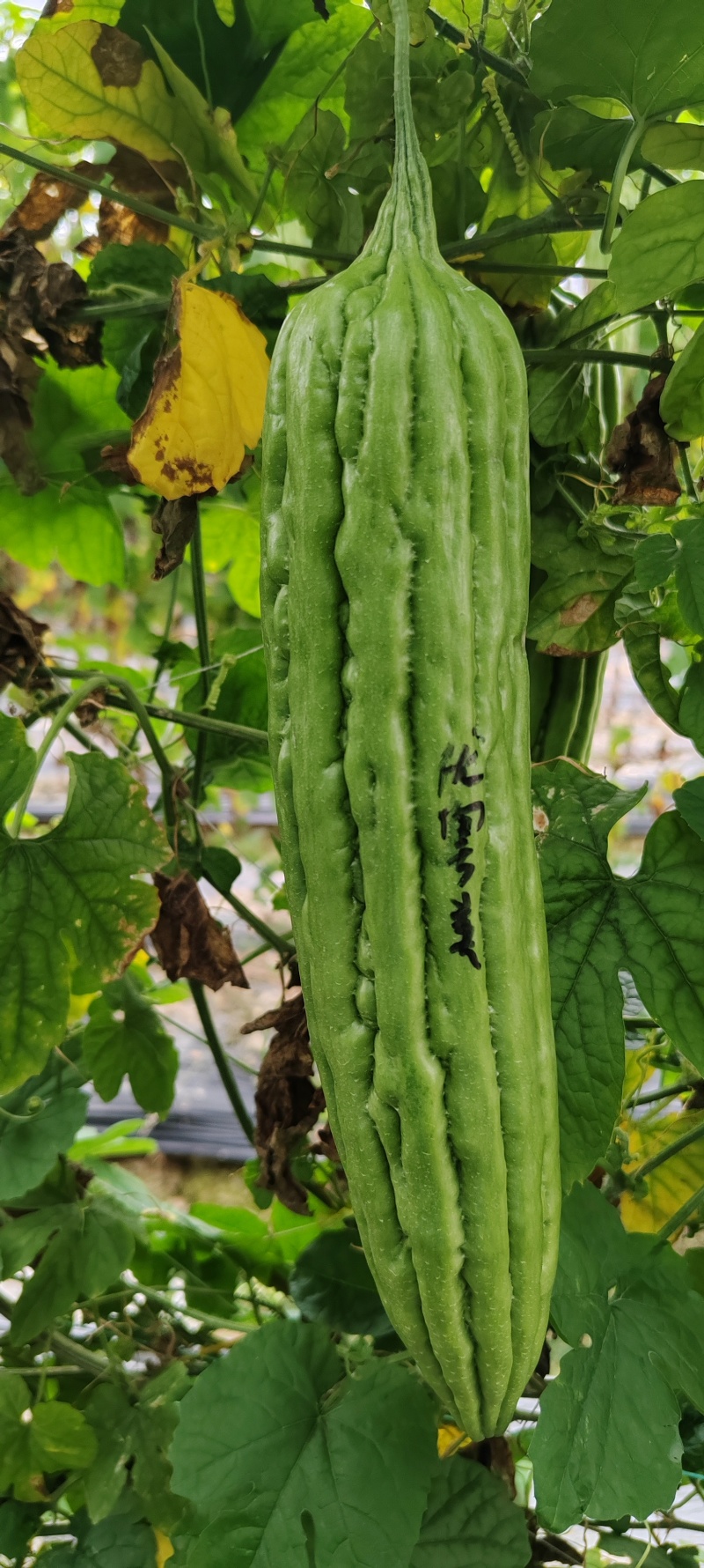 油绿有光泽肩平尾钝肉厚硬度好商品佳品质保证厂家发货