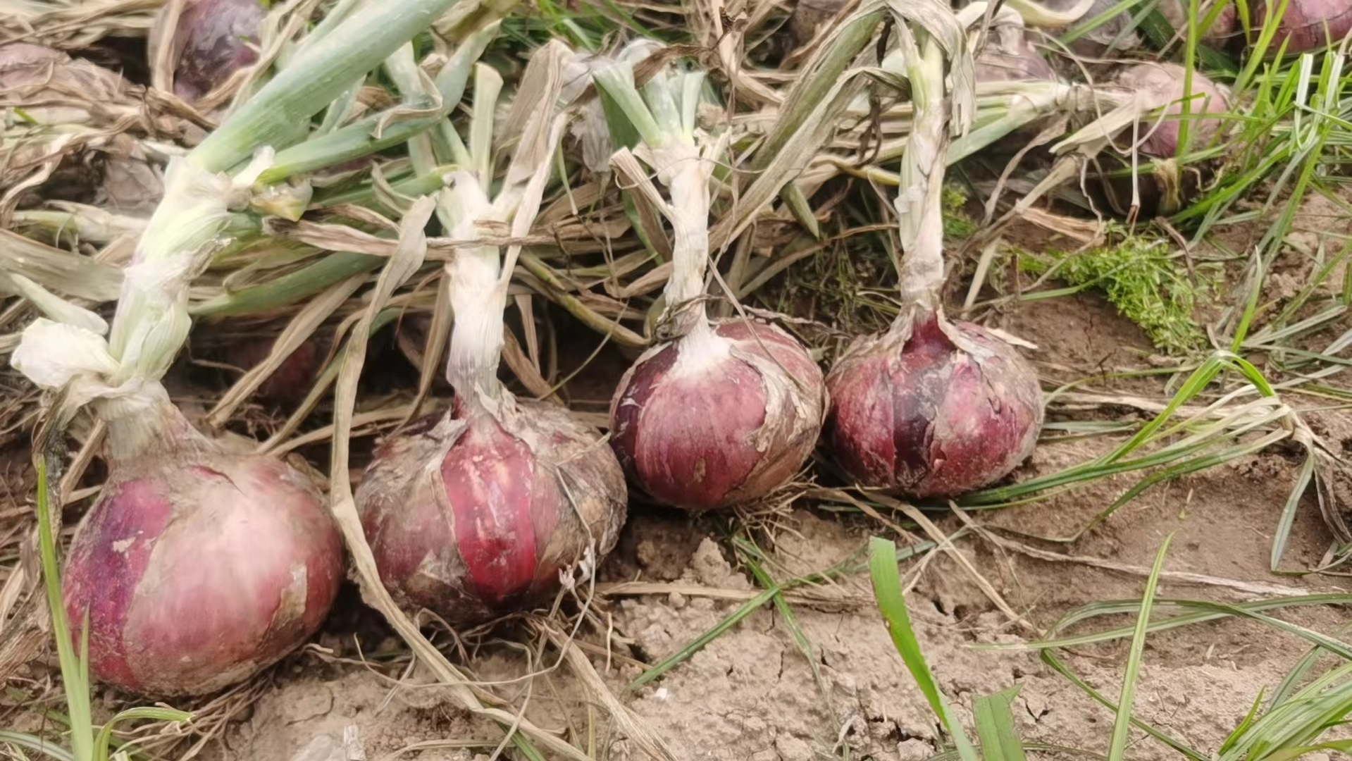 武威市凉州区红皮洋葱田间种植实景图,展示成片成熟洋葱植株 红皮洋葱田间种植场景