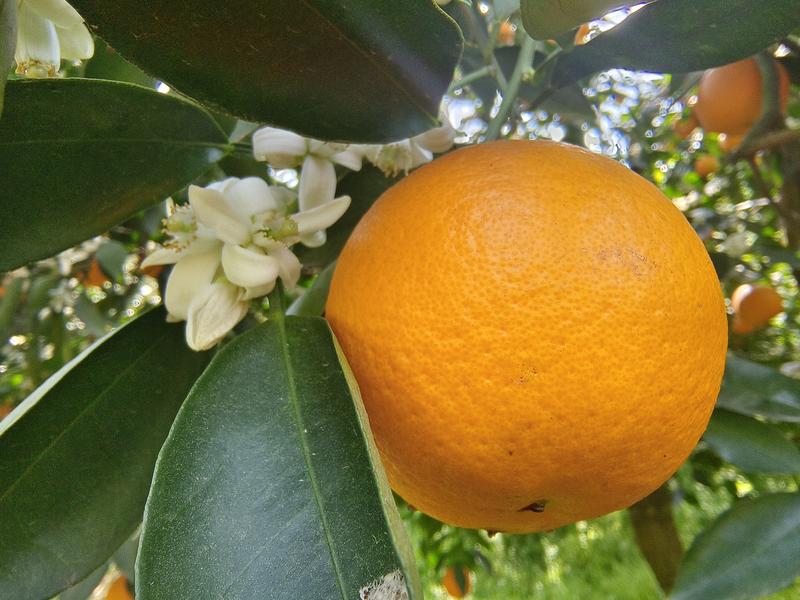 秭归脐橙精品伦晚脐橙大量供应中口感纯甜品质保证货源充足