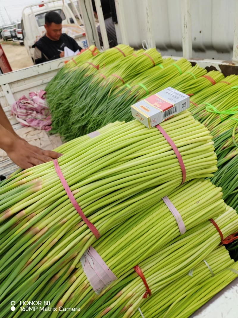 宁陵红帽蒜薹