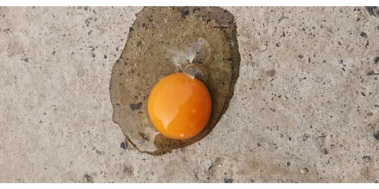 鸡啄食鸡蛋的现场图