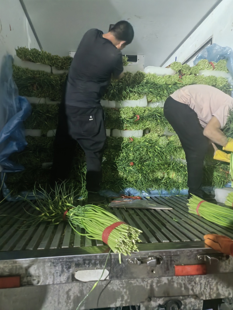 精品白帽鲜蒜苔大量现货，（无泡水)一手货源产地直发