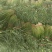 精品白帽鲜蒜苔大量现货，（无泡水)一手货源产地直发