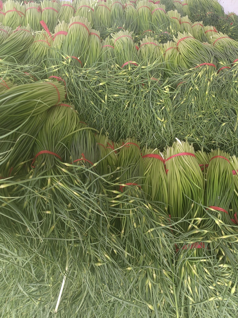 精品白帽鲜蒜苔大量现货，（无泡水)一手货源产地直发