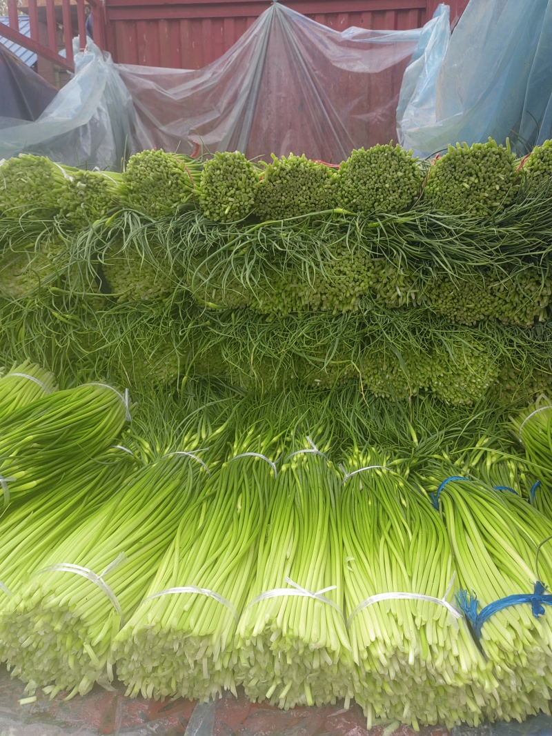 精品白帽鲜蒜苔大量现货，（无泡水)一手货源产地直发
