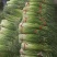 精品白帽鲜蒜苔大量现货，（无泡水)一手货源产地直发