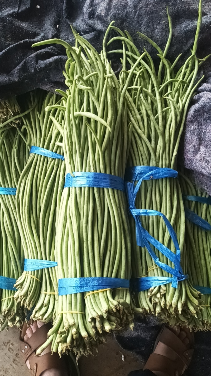 长豆角云南红河豆角大量上市品质保障量大优惠