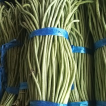 长豆角云南红河豆角大量上市品质保障量大优惠