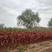 河北精品红瑞木，自家种植基地，品质保证欢迎选购