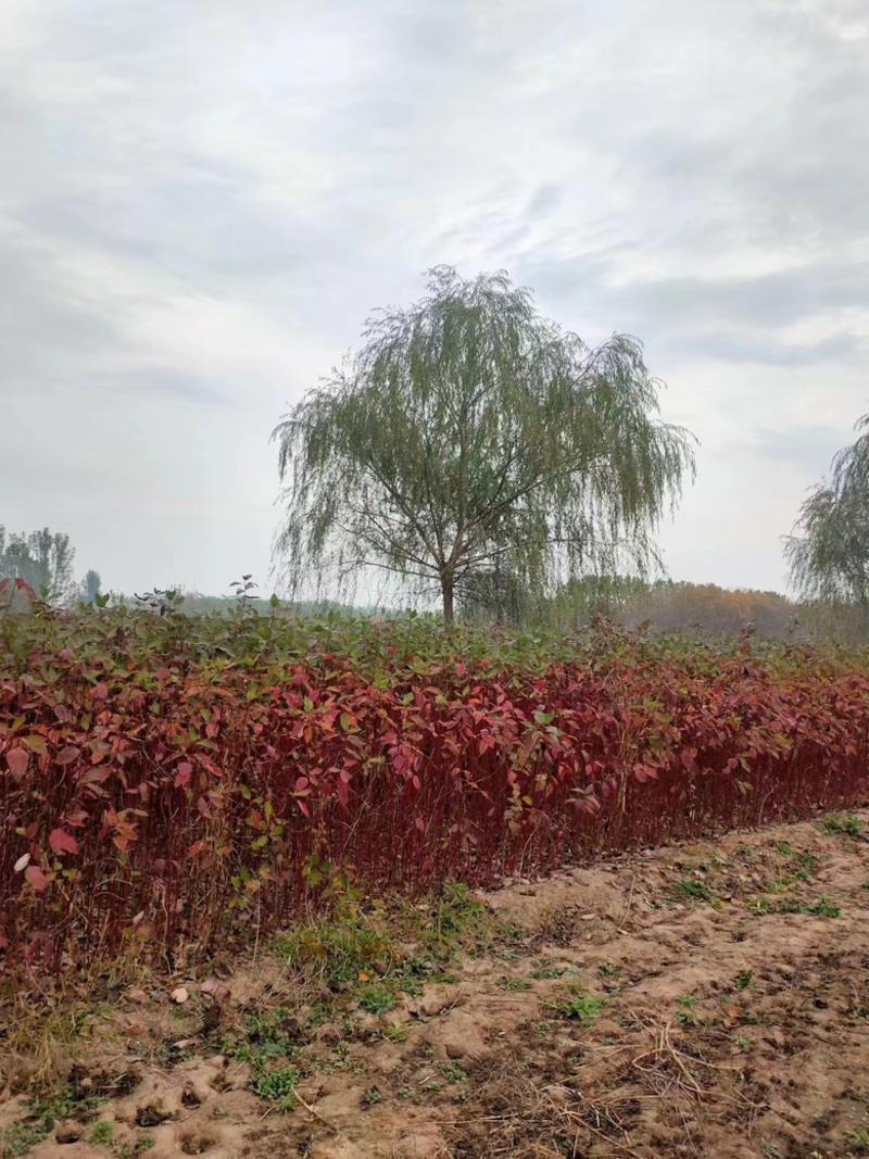 河北精品红瑞木，自家种植基地，品质保证欢迎选购