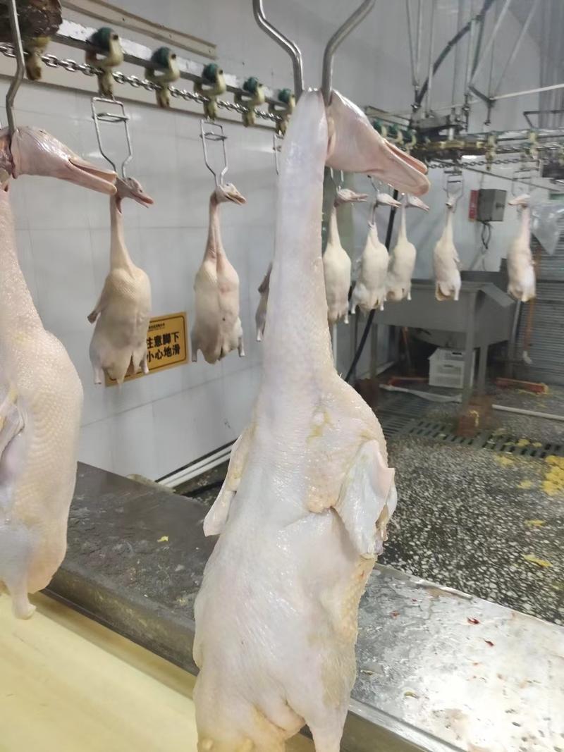 白山雪雁厂家直发一手货源特种养殖食材大鹅鸭
