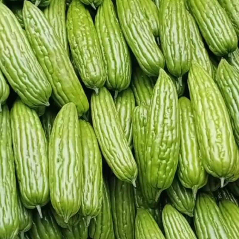 广东苦瓜徐闻苦瓜大量供应现摘现发品质新鲜货源充足欢迎咨询