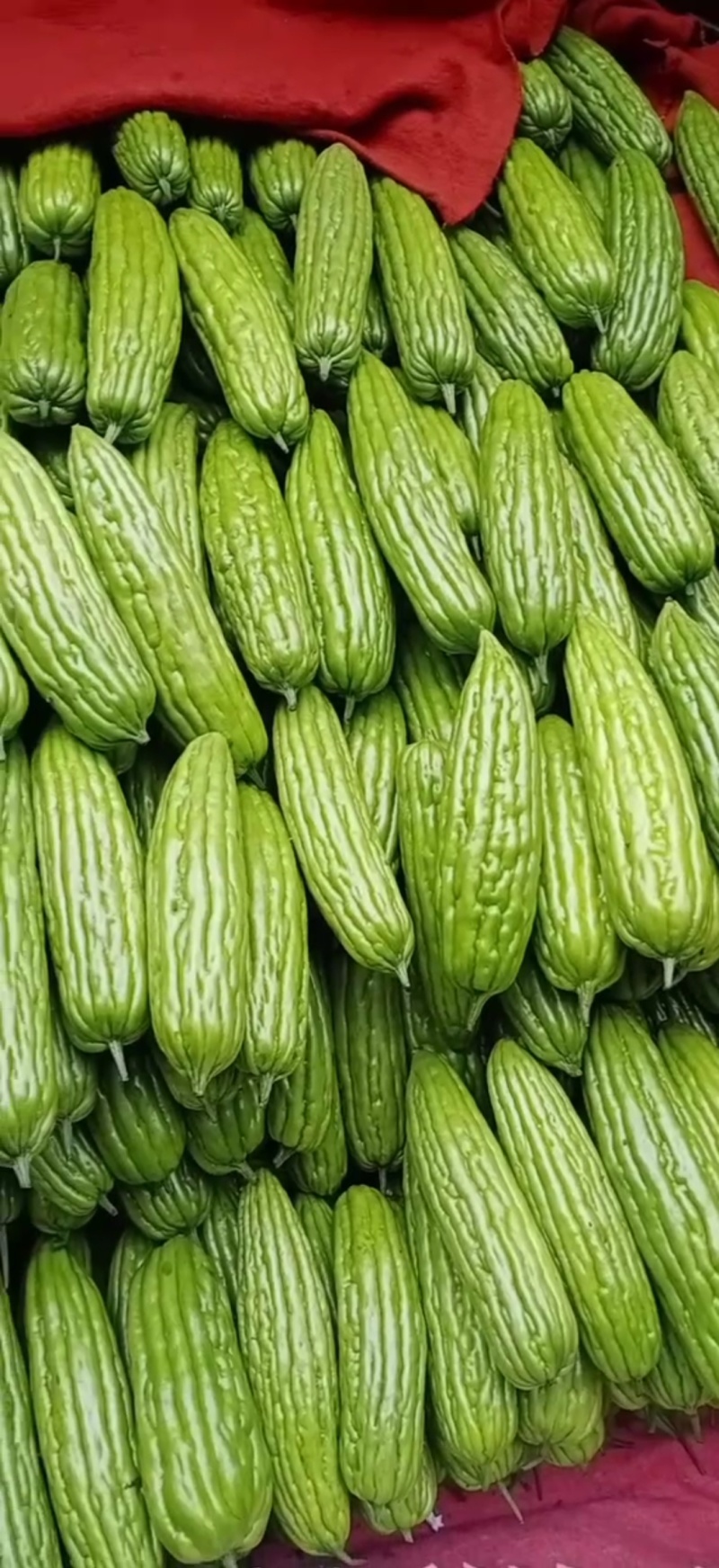 广东苦瓜徐闻苦瓜大量供应现摘现发品质新鲜货源充足欢迎咨询