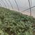 西瓜红红薯苗大田苗，采用脱毒原种红薯种苗繁育基地直发