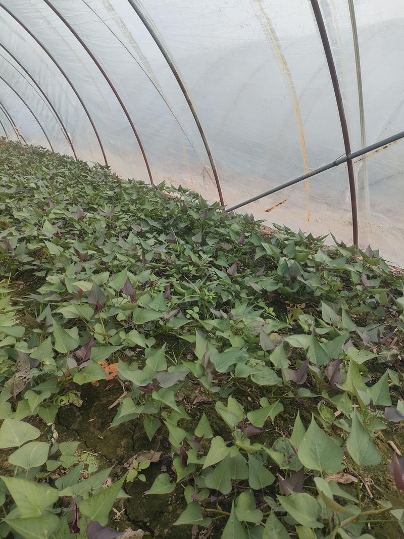 西瓜红红薯苗大田苗，采用脱毒原种红薯种苗繁育基地直发
