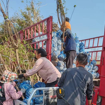 精品黄栌推荐大量上市支持团购价格优惠