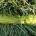 红帽蒜苔大量上市产地直发欢迎各地老板前来选购