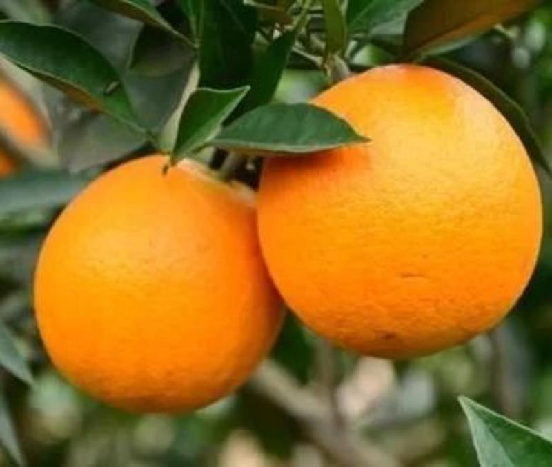 广西精品夏橙果肉细腻水分充足产地直供价格从优品质好