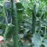 密刺黄瓜，产区一手货源，质量保证量大价优欢迎致电