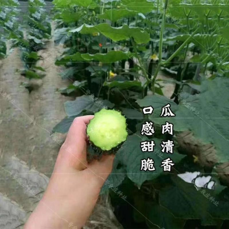 密刺黄瓜，产区一手货源，质量保证量大价优欢迎致电