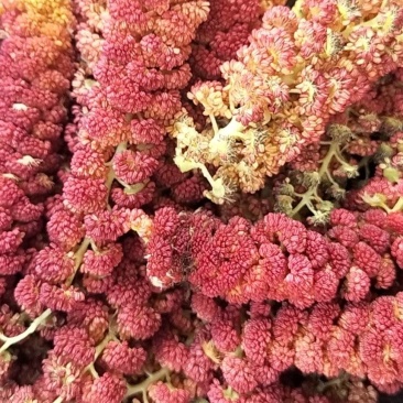梧树芒鲜杨树花杨树吊，现摘现发保质报量，一手货源产地直发