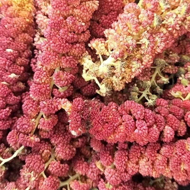 梧树芒鲜杨树花杨树吊，现摘现发保质报量，一手货源产地直发