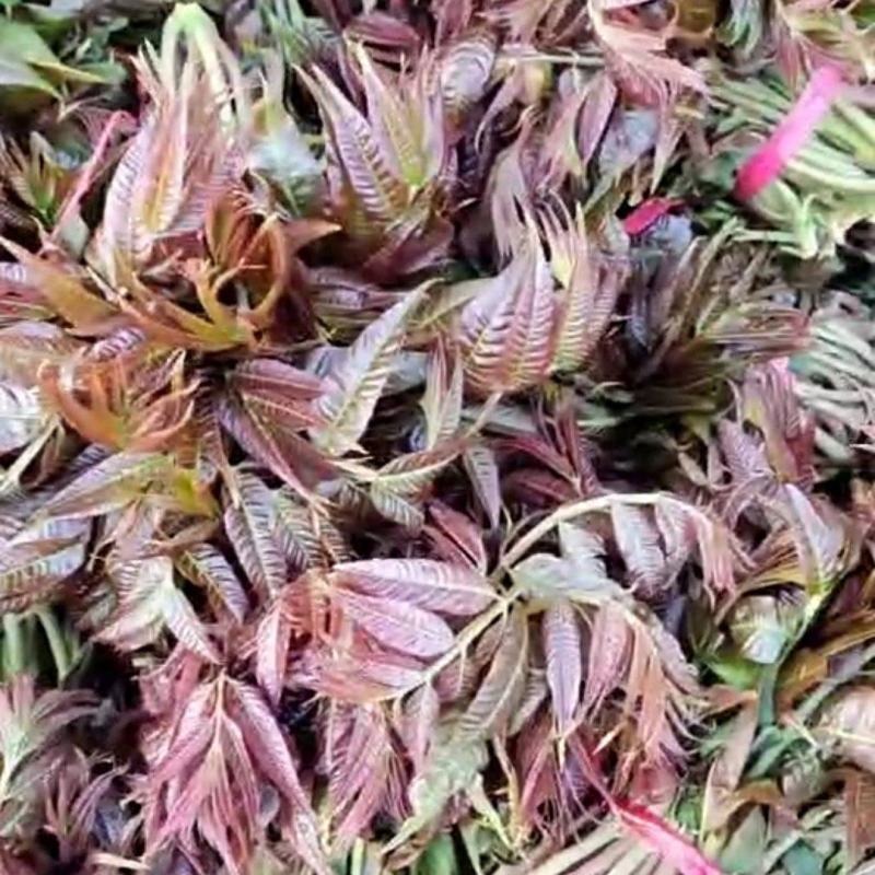 大山新鲜没水洗头茬香椿芽