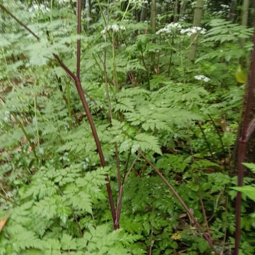 纯野生峨参