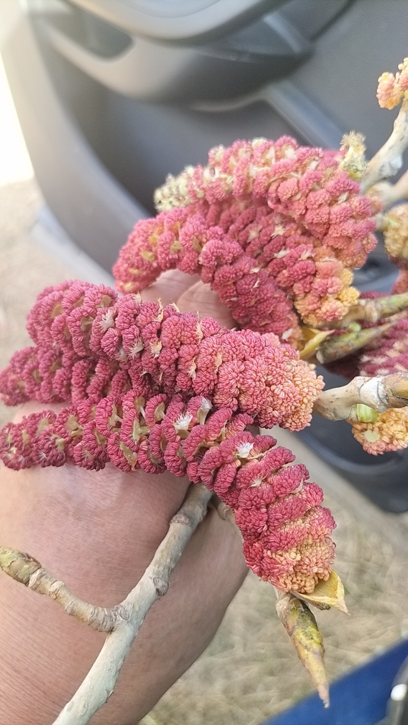 梧树芒鲜杨树花杨树吊，现摘现发保质报量，一手货源产地直发