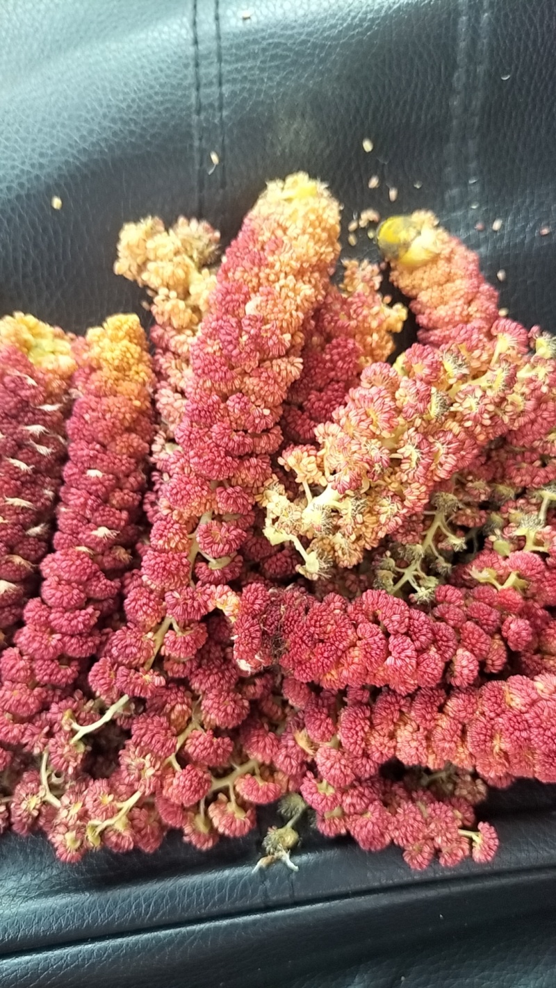 梧树芒鲜杨树花杨树吊，现摘现发保质报量，一手货源产地直发