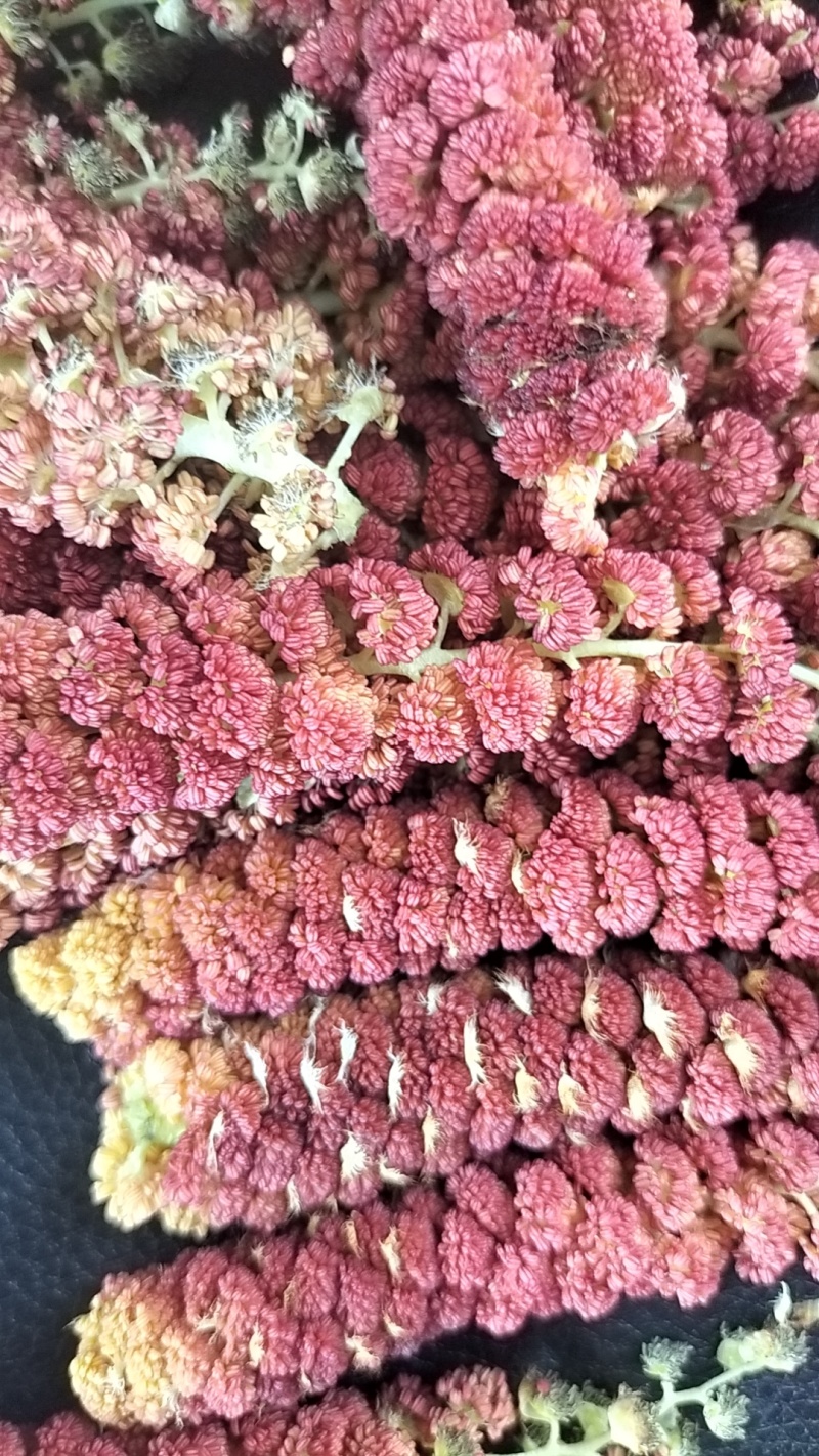 梧树芒鲜杨树花杨树吊，现摘现发保质报量，一手货源产地直发