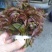 大山新鲜没水洗头茬香椿芽