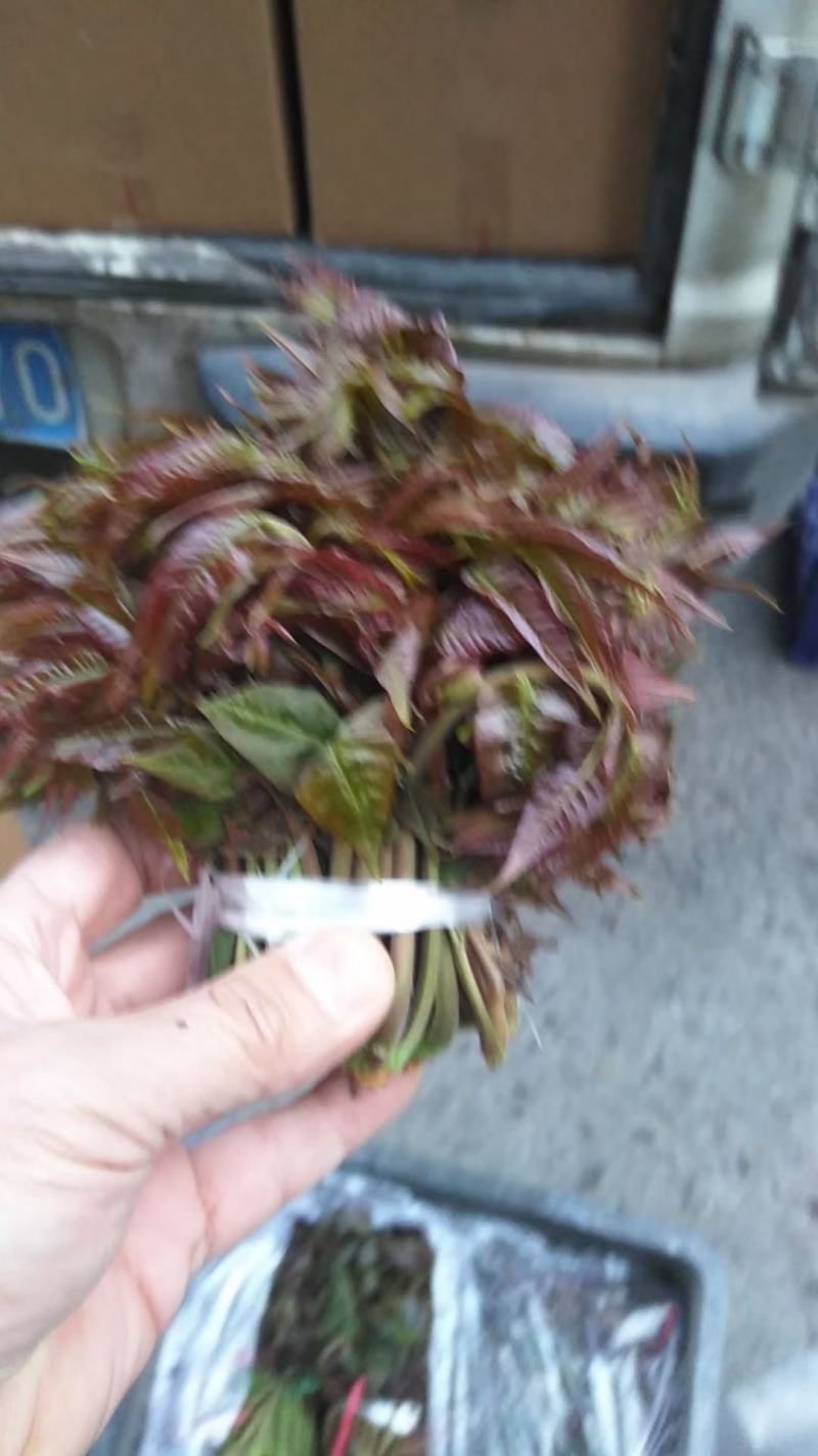 大山新鲜没水洗头茬香椿芽