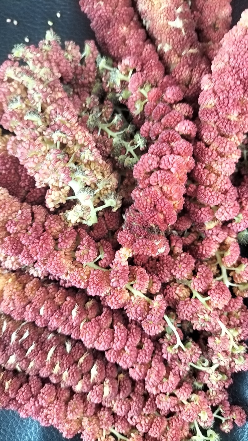 梧树芒鲜杨树花杨树吊，现摘现发保质报量，一手货源产地直发