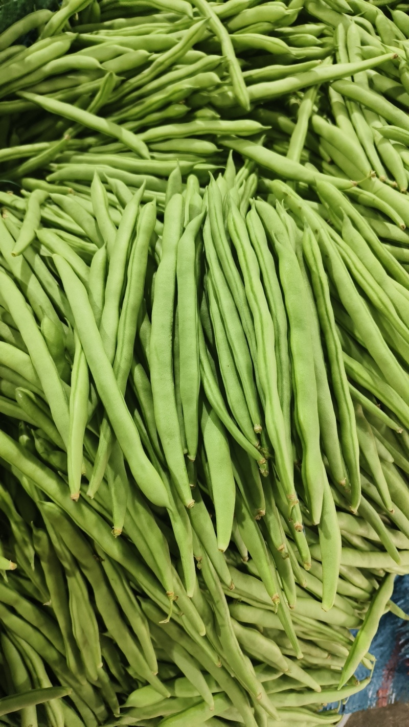 云南场地直发各种豆角有扁豆小金豆无筋豆等……